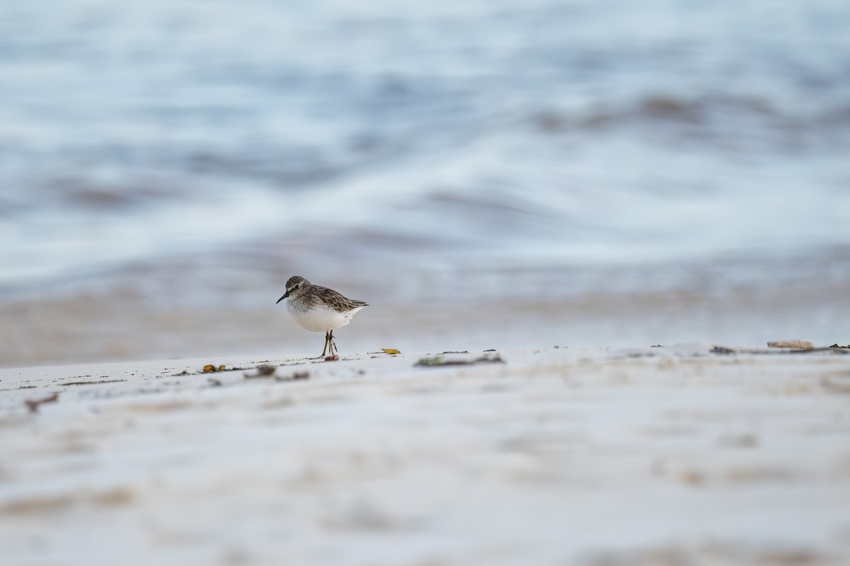 アメリカヒバリシギ - ML644461863