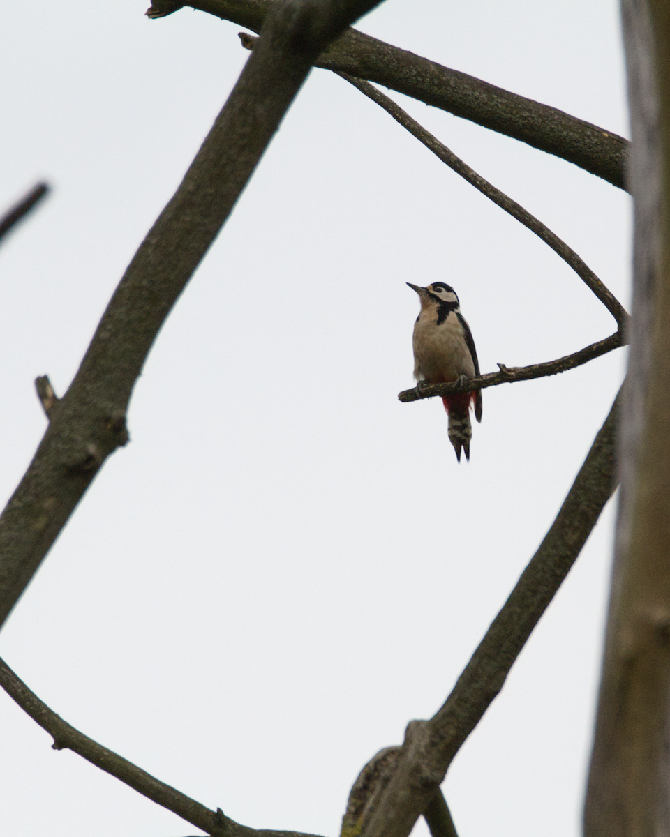 Great Spotted Woodpecker - ML644461867