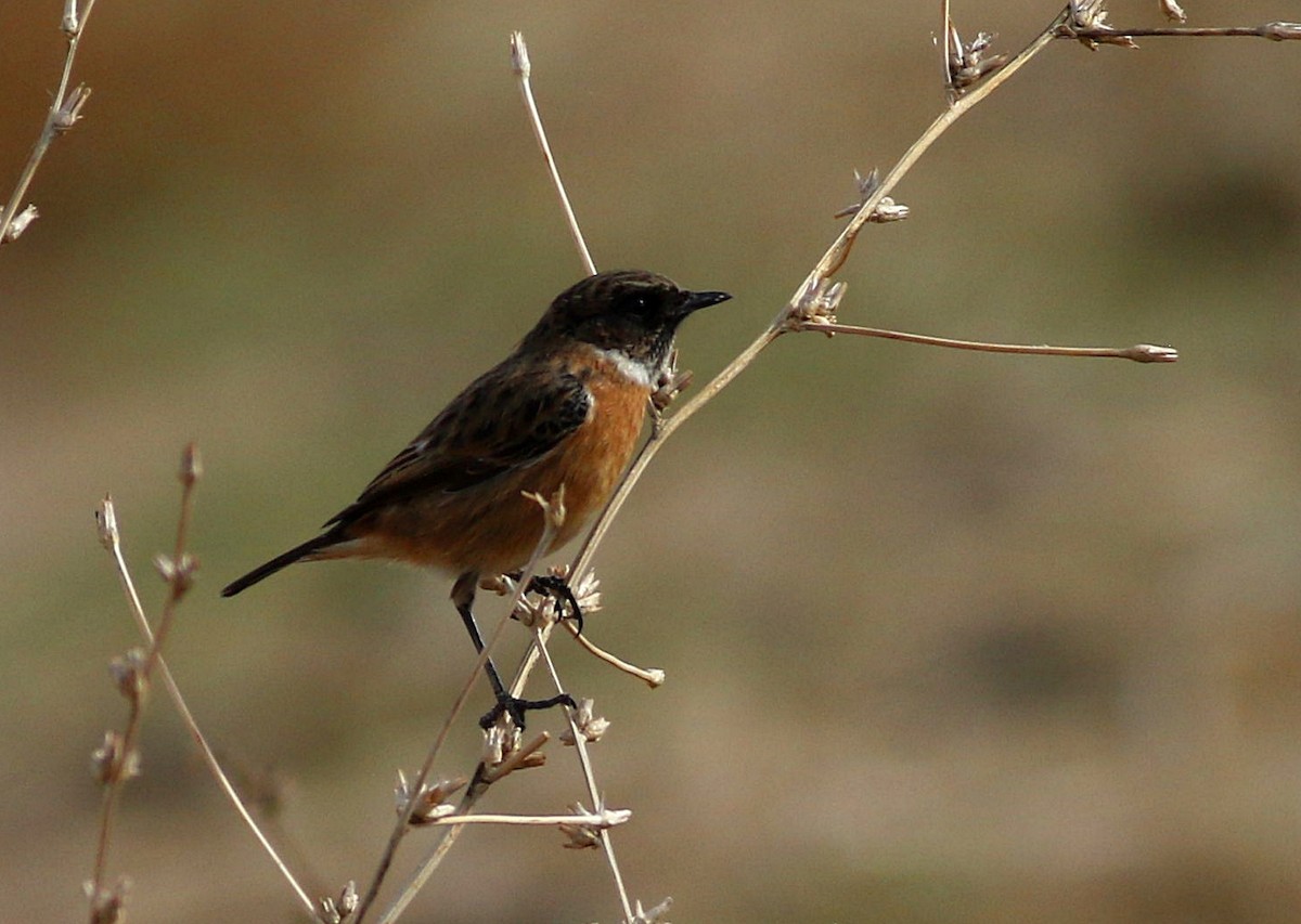 European Stonechat - ML644461874