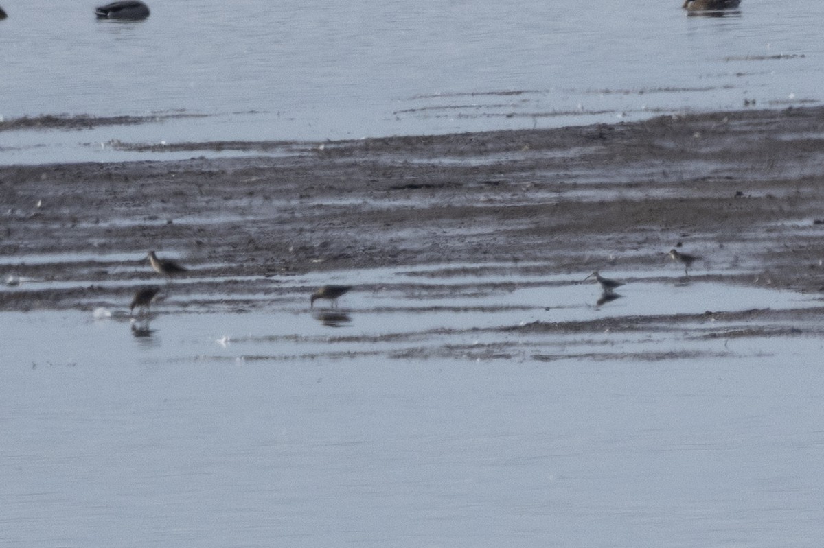 jespák obecný - ML644461909