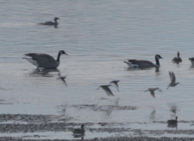 jespák obecný - ML644461911