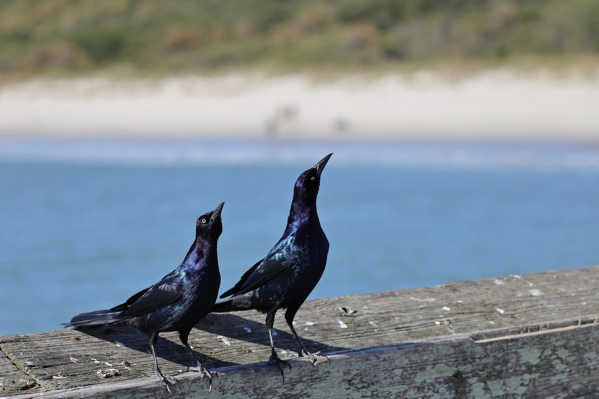 Boat-tailed Grackle - ML644461917
