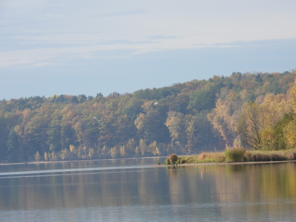 Little Gull - ML644461920