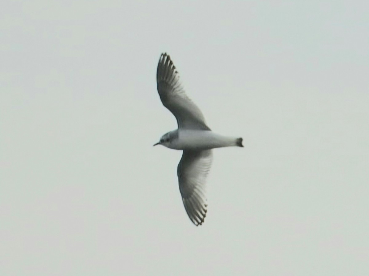 Little Gull - ML644461921