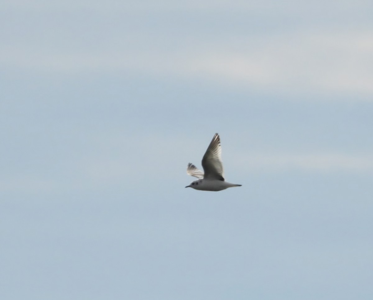 Little Gull - ML644461922