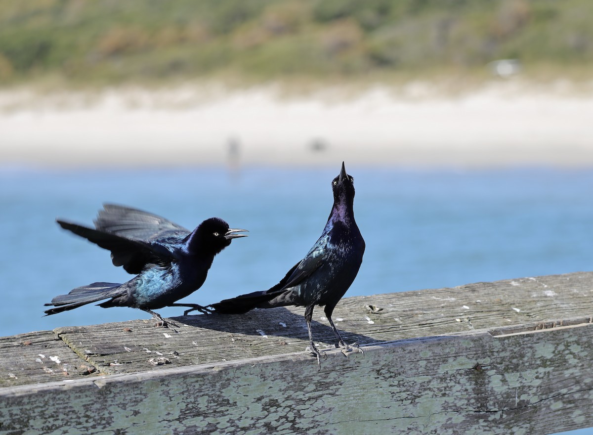 Boat-tailed Grackle - ML644461924