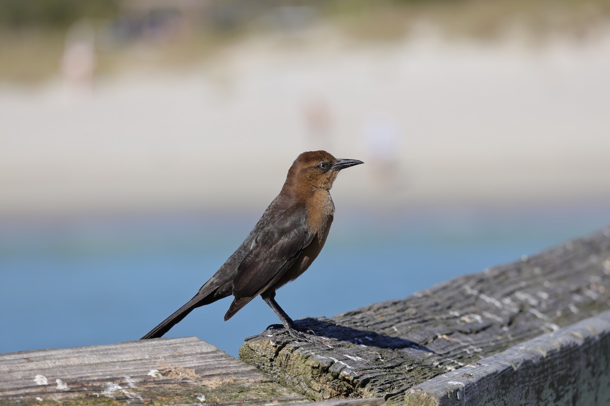 Boat-tailed Grackle - ML644461927
