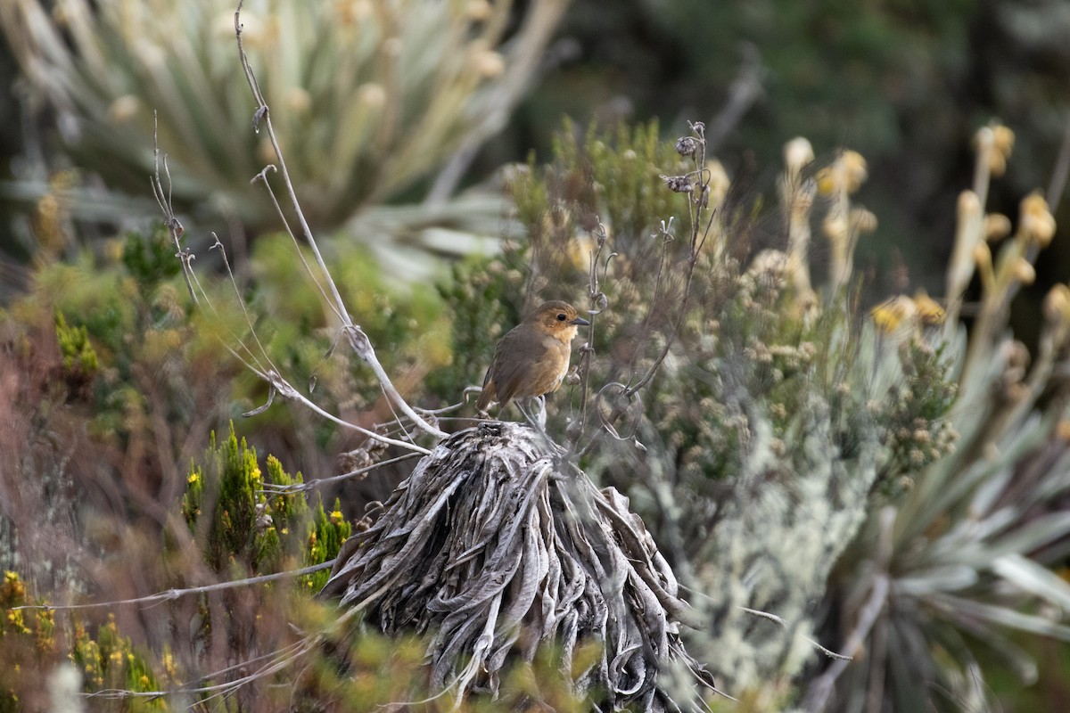 Boyaca Antpitta - ML644461945