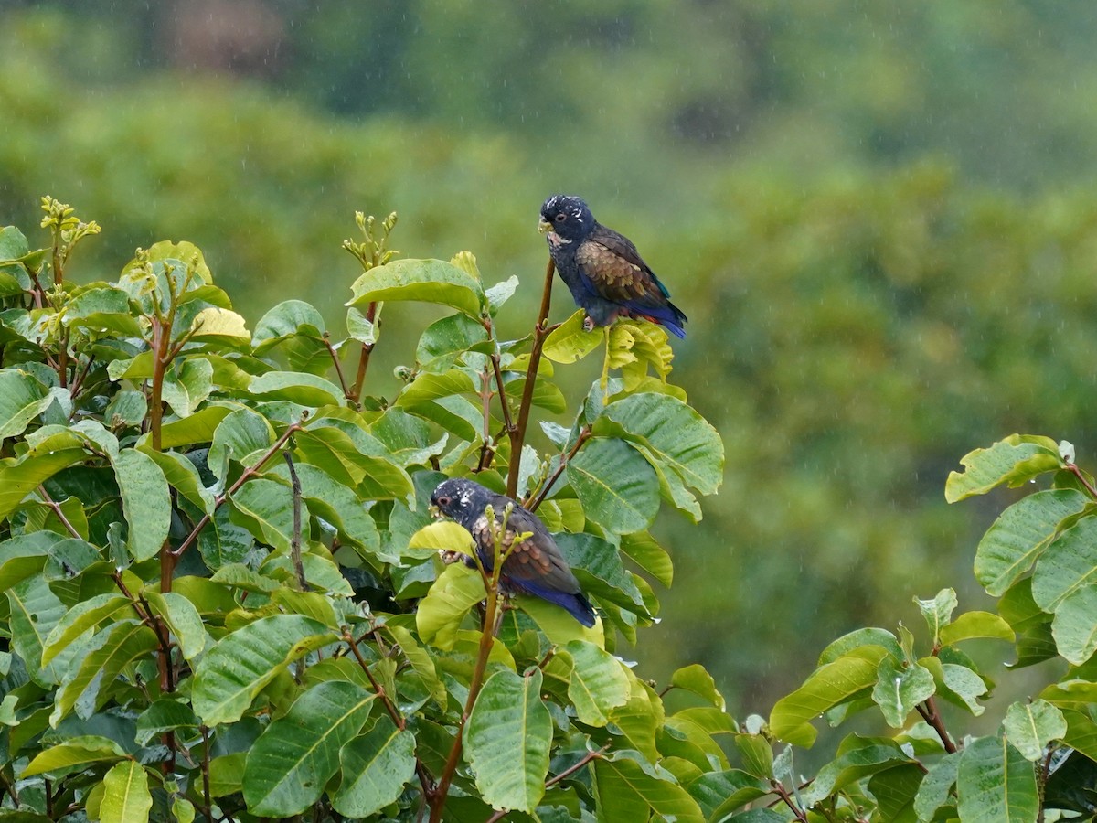 Bronze-winged Parrot - ML644461947