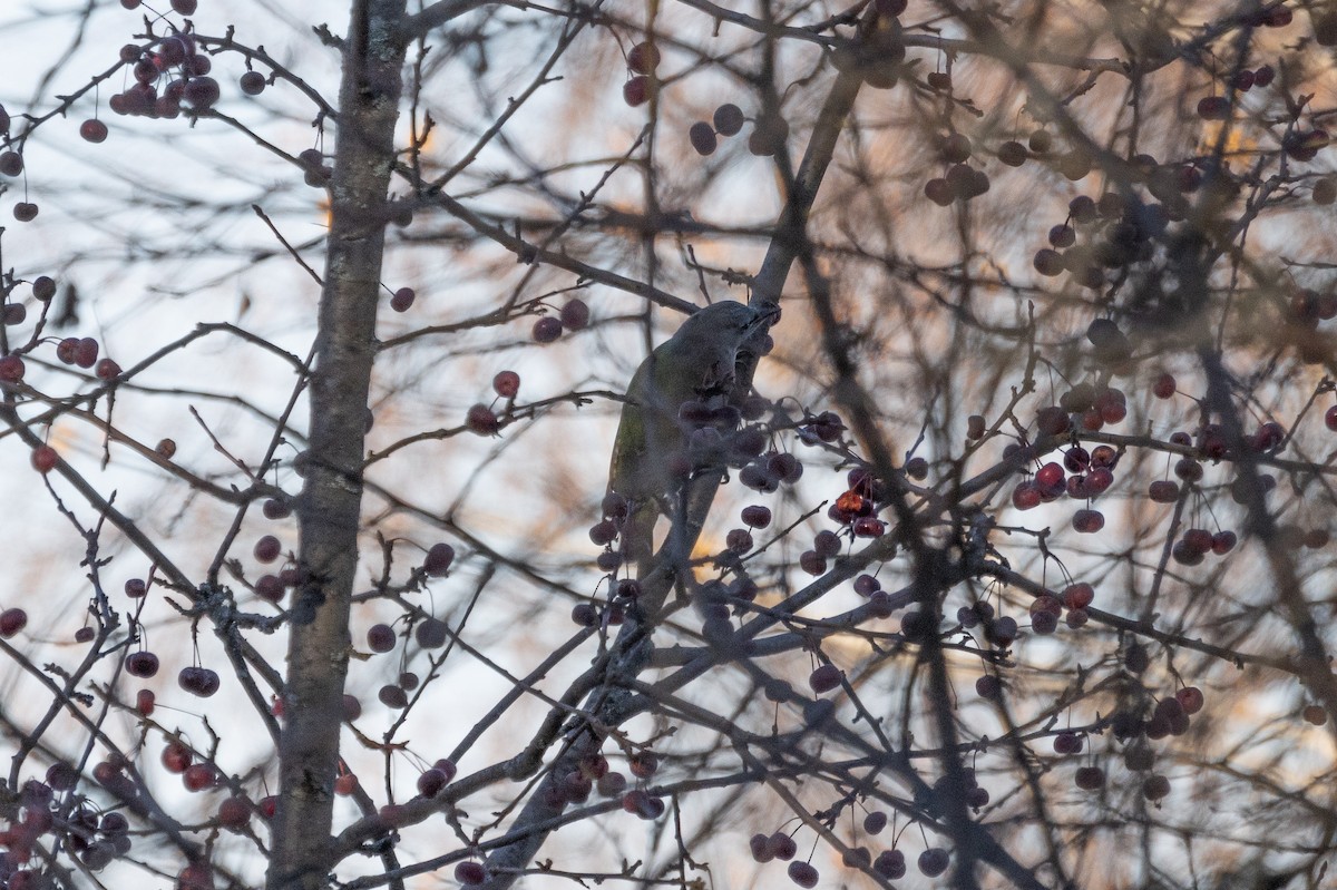 Pic cendré - ML644461950