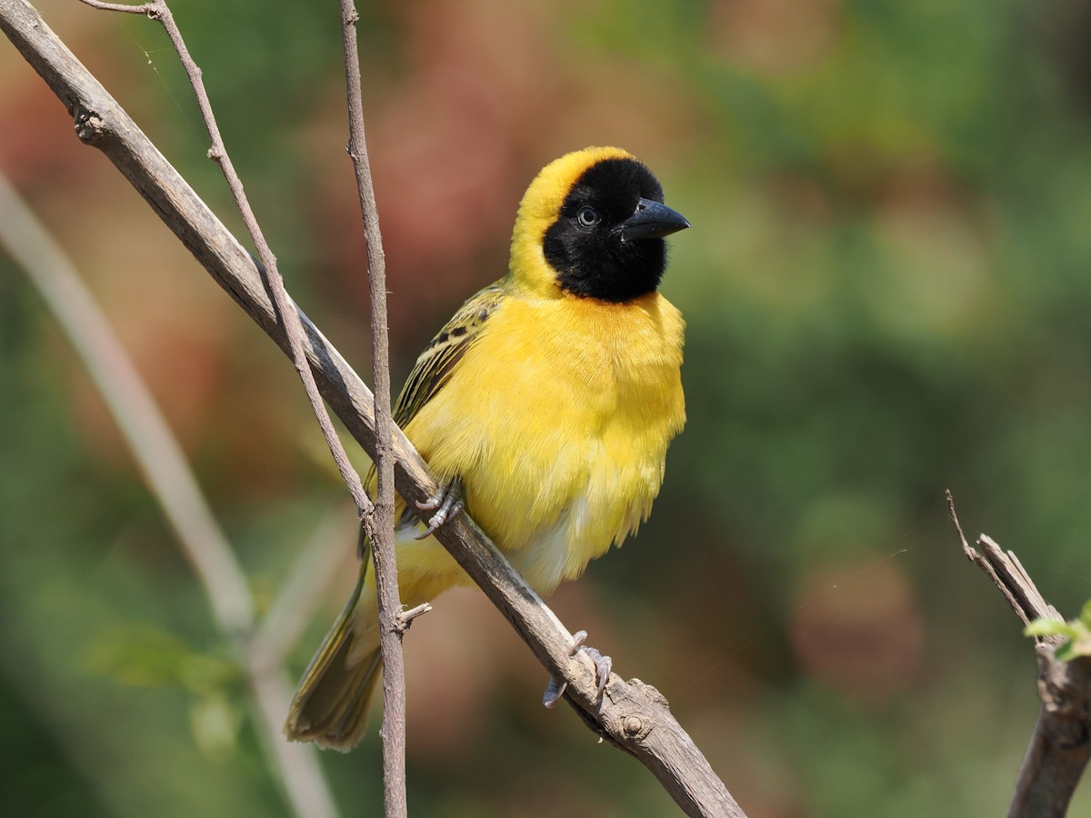 Lesser Masked-Weaver - ML644461954