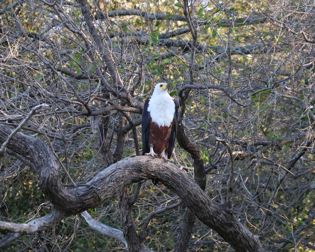 African Fish-Eagle - ML644461961