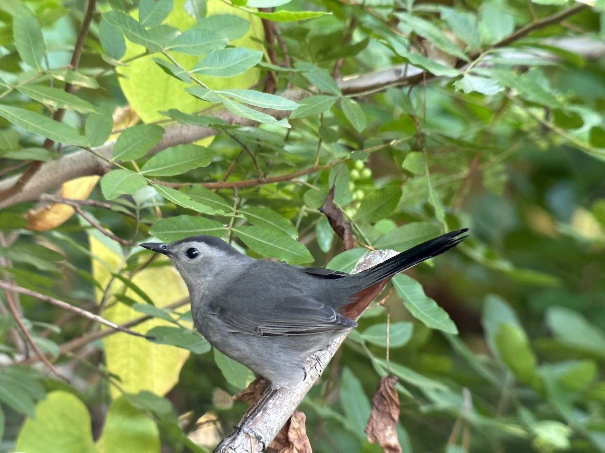 Gray Catbird - ML644461984