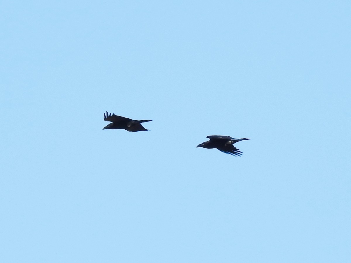 Common Raven - ML644461994