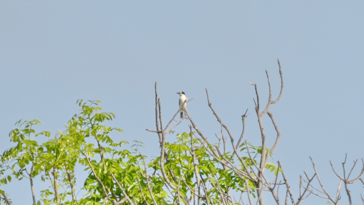 Forest Kingfisher - ML644461997