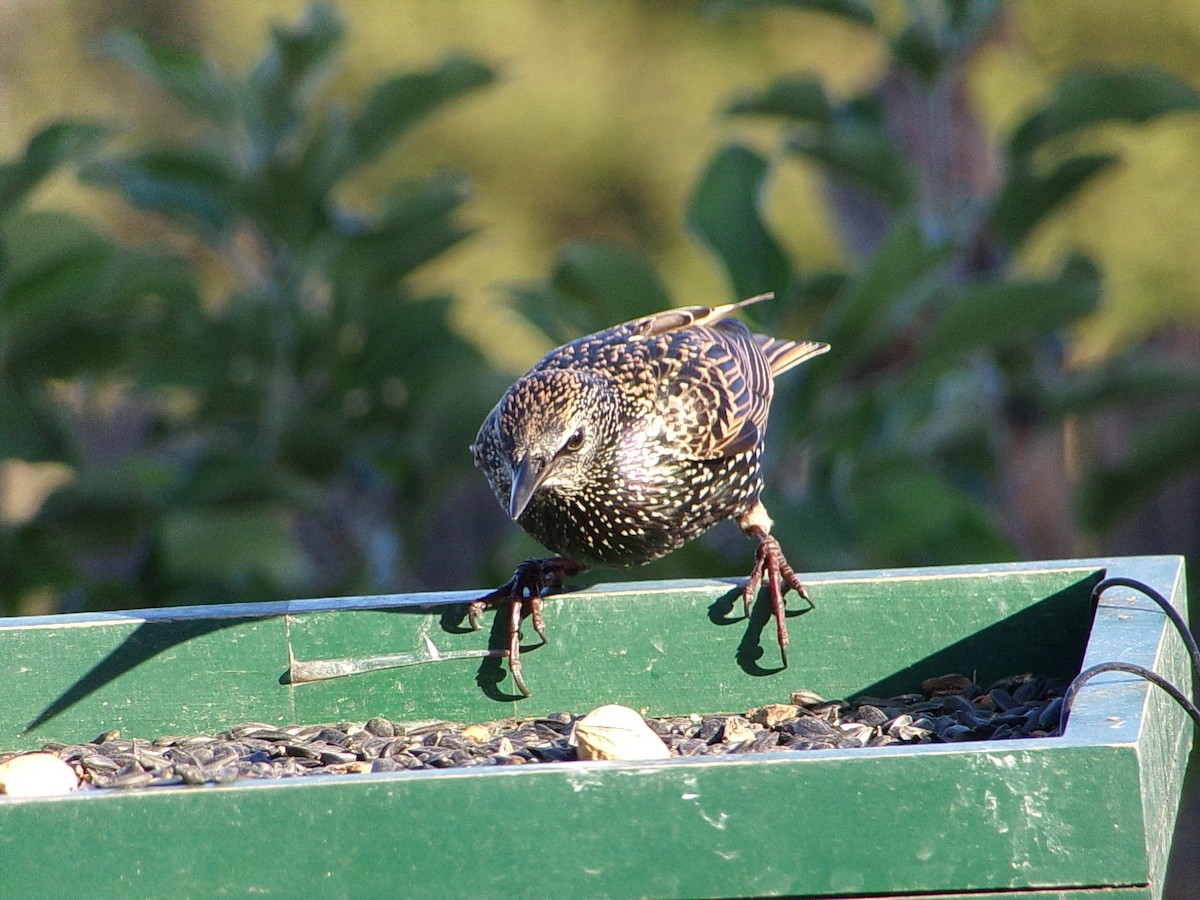 European Starling - Texas Bird Family