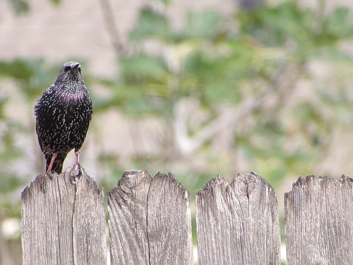 European Starling - Texas Bird Family