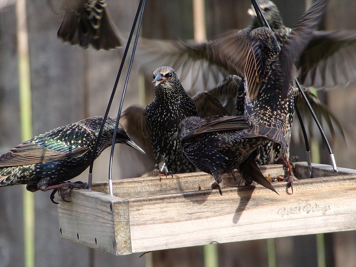European Starling - Texas Bird Family