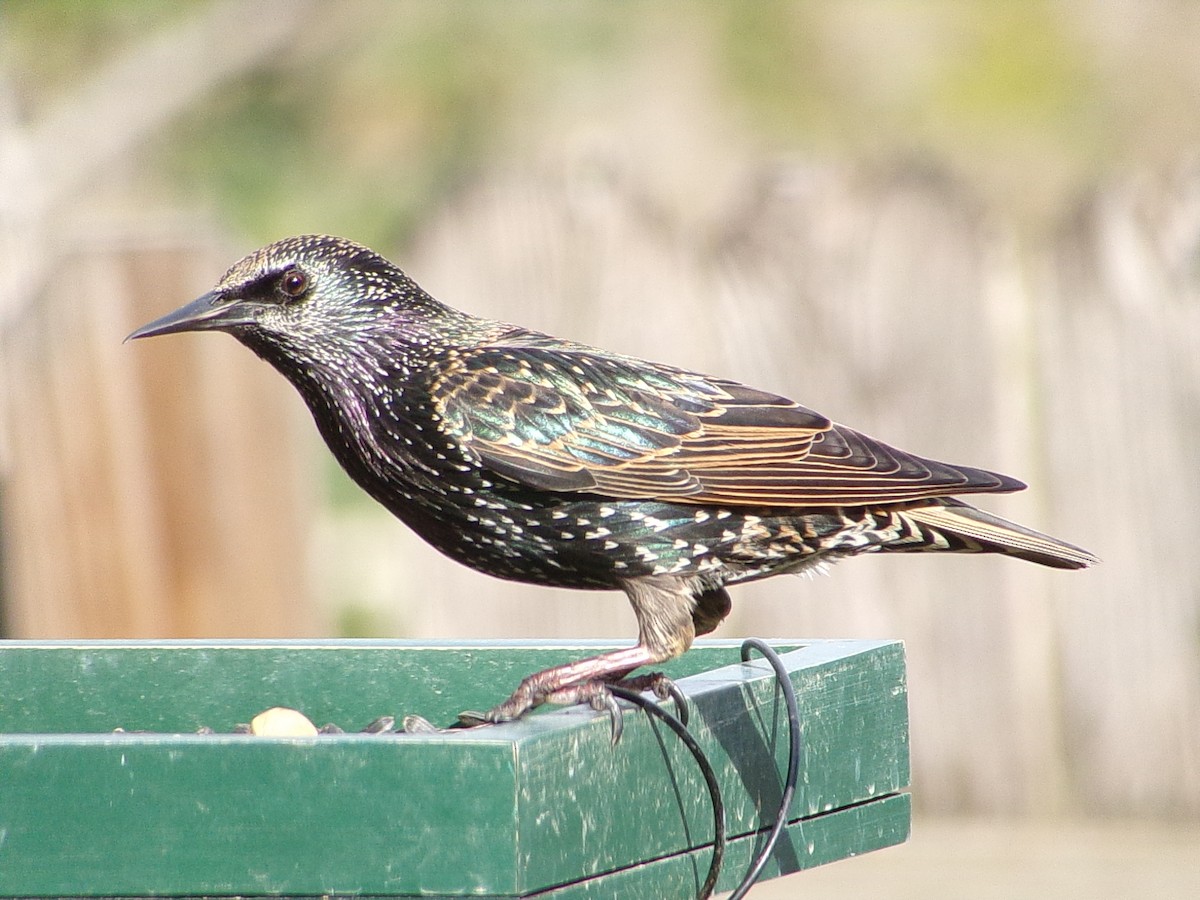 European Starling - Texas Bird Family