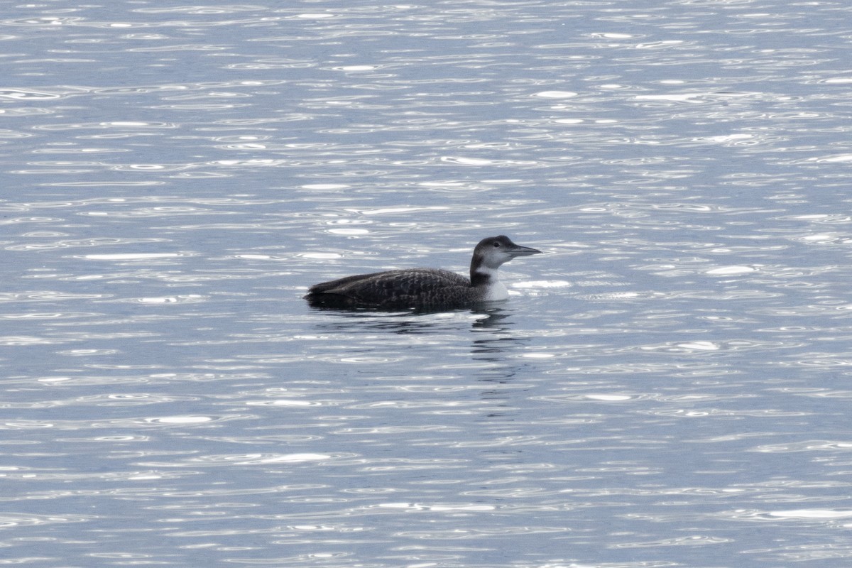 Common Loon - ML644462015