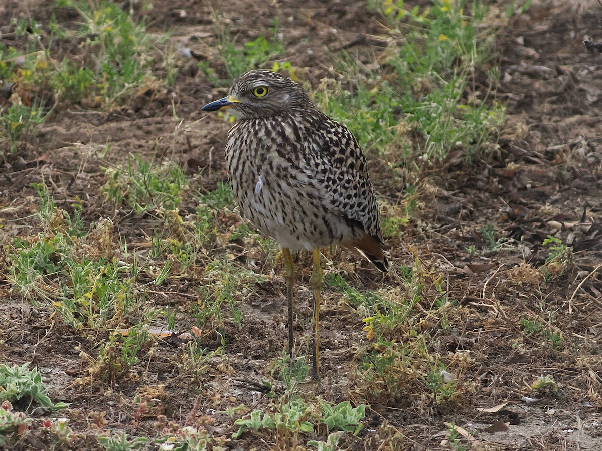Spotted Thick-knee - ML644462020