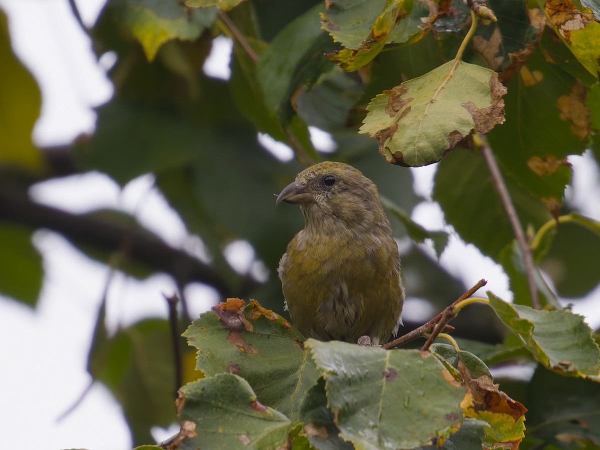 צלוב-מקור אדום - ML644462021