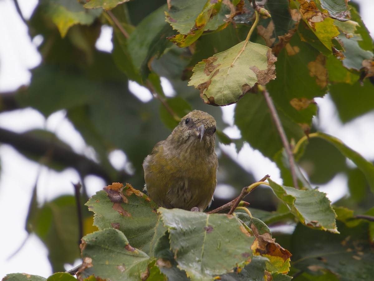 צלוב-מקור אדום - ML644462022