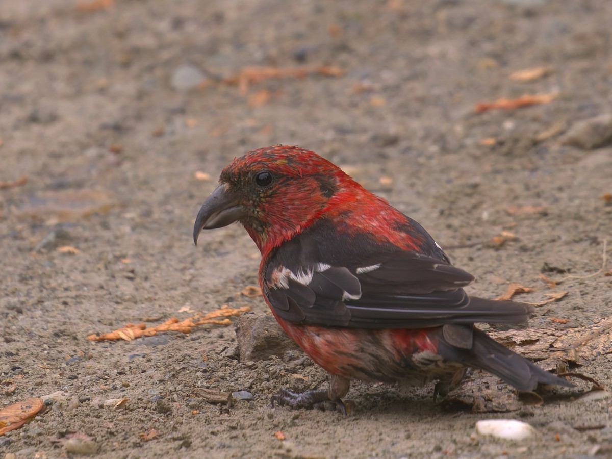 White-winged Crossbill - ML644462024