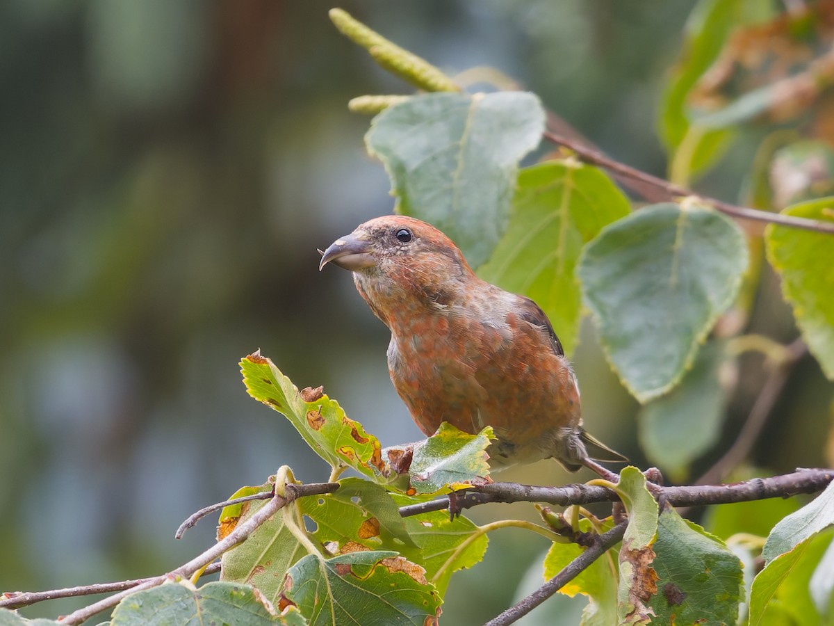 צלוב-מקור אדום - ML644462025