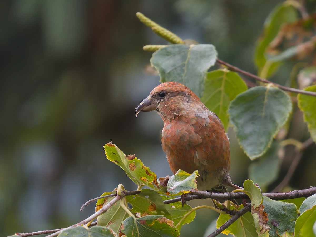 צלוב-מקור אדום - ML644462026