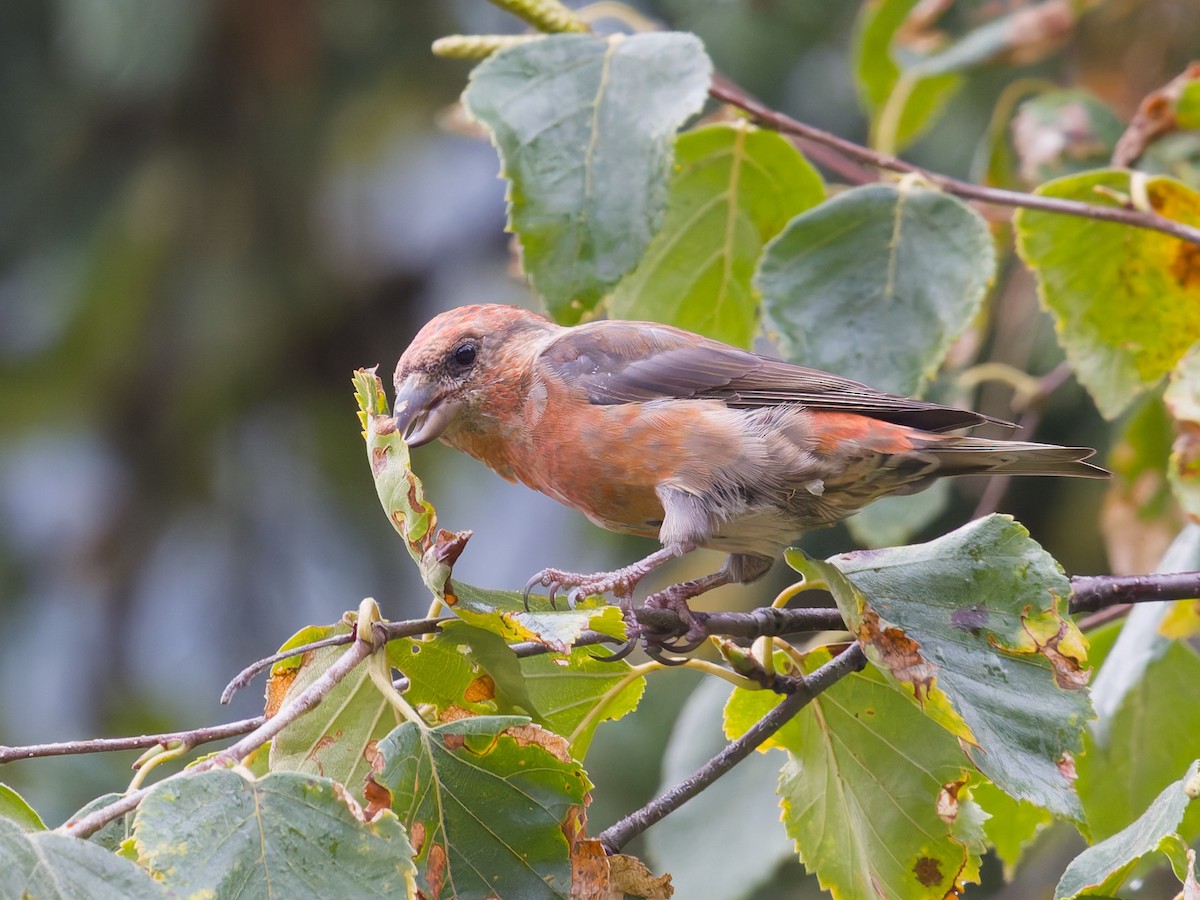צלוב-מקור אדום - ML644462027