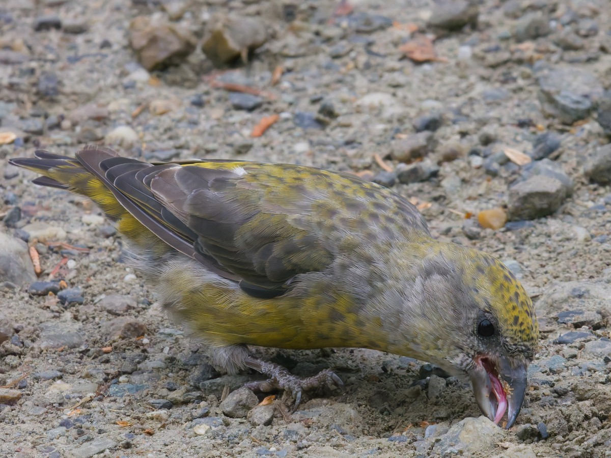 צלוב-מקור אדום - ML644462028