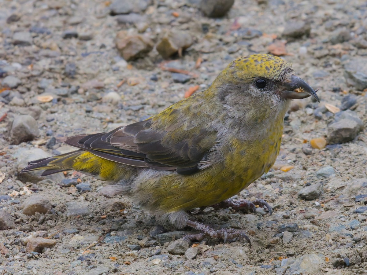 צלוב-מקור אדום - ML644462029