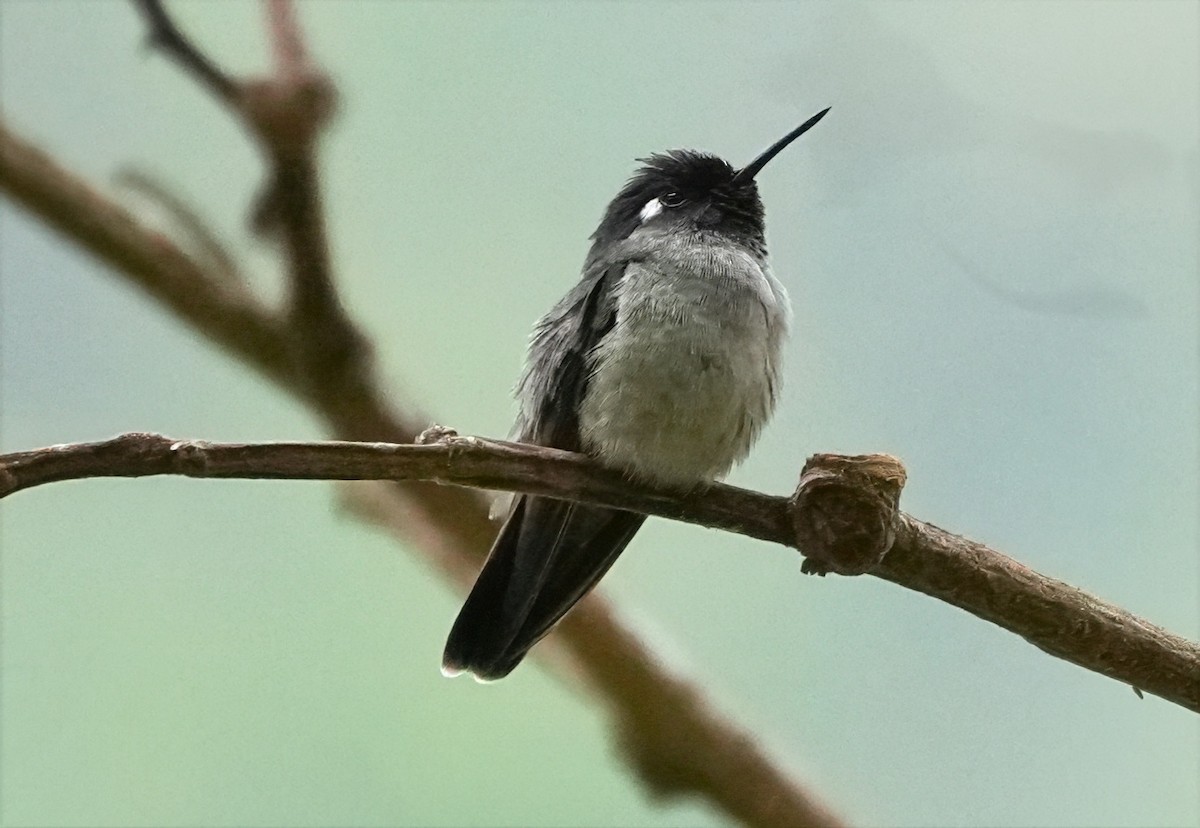 スミレガシラハチドリ - ML644462032