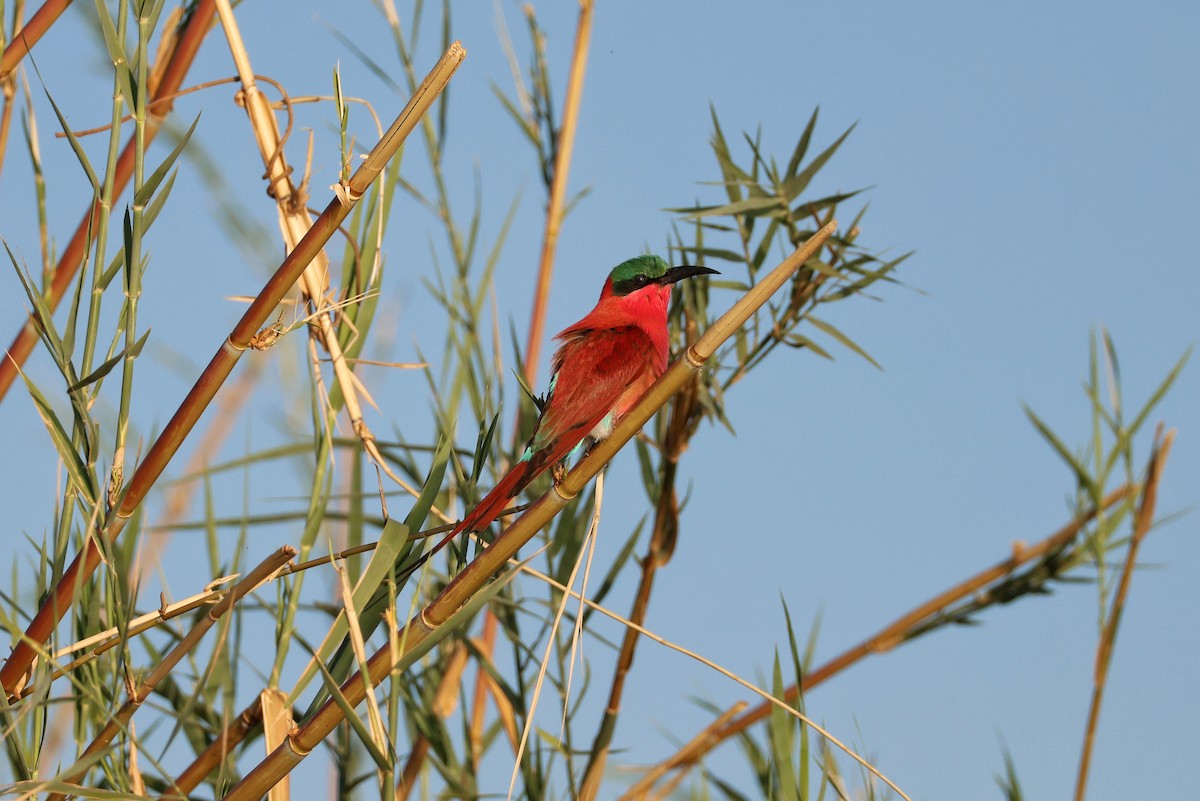 Southern Carmine Bee-eater - ML644462044