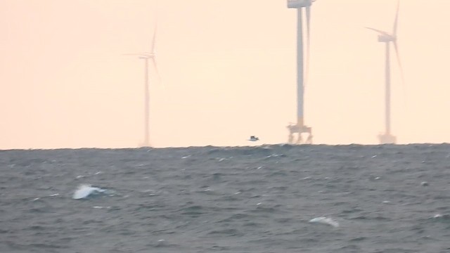 Black-legged Kittiwake - ML644462057