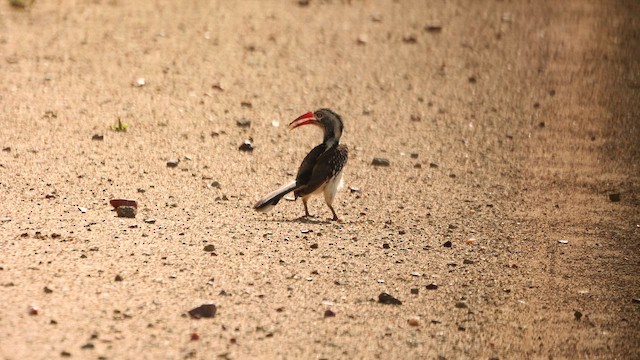 Southern Red-billed Hornbill - ML644462065