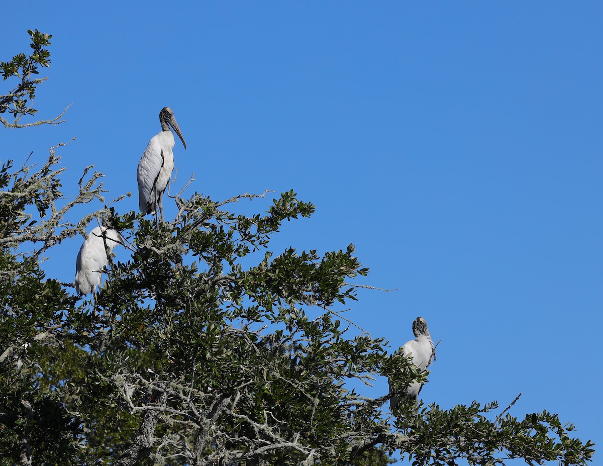 Wood Stork - ML644462066