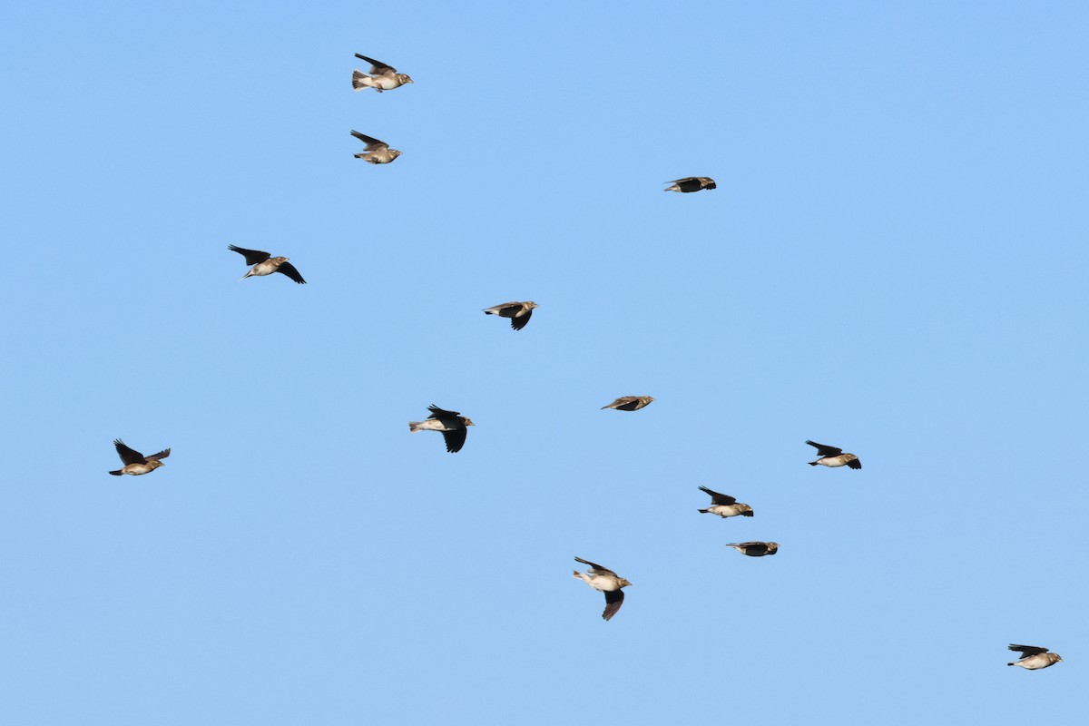 עפרוני ענק - ML644462067