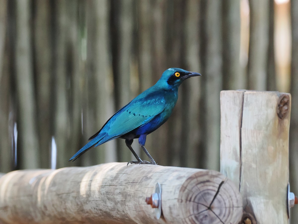 Greater Blue-eared Starling - ML644462068