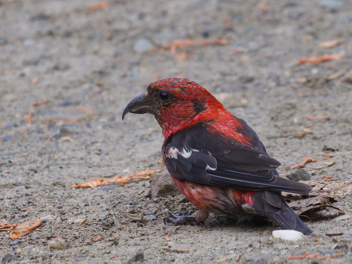 White-winged Crossbill - ML644462069