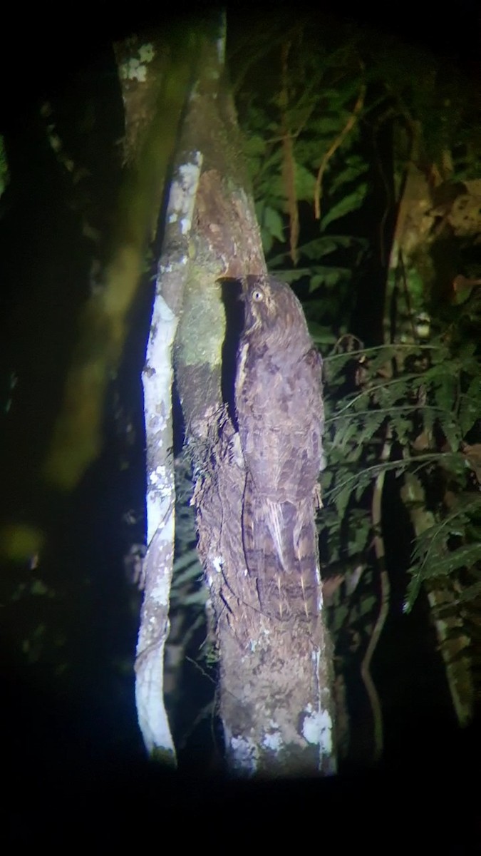 Ibijau gris - ML644462075