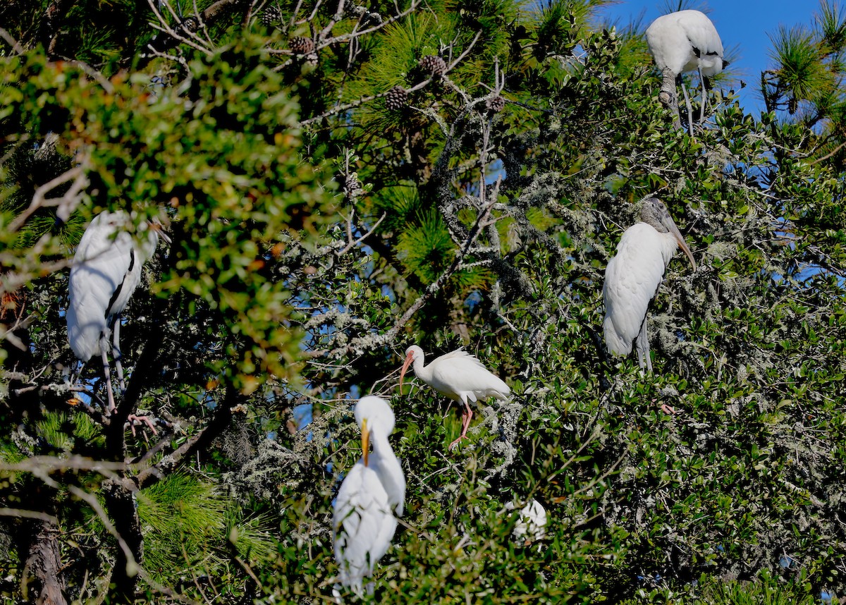 Wood Stork - ML644462076