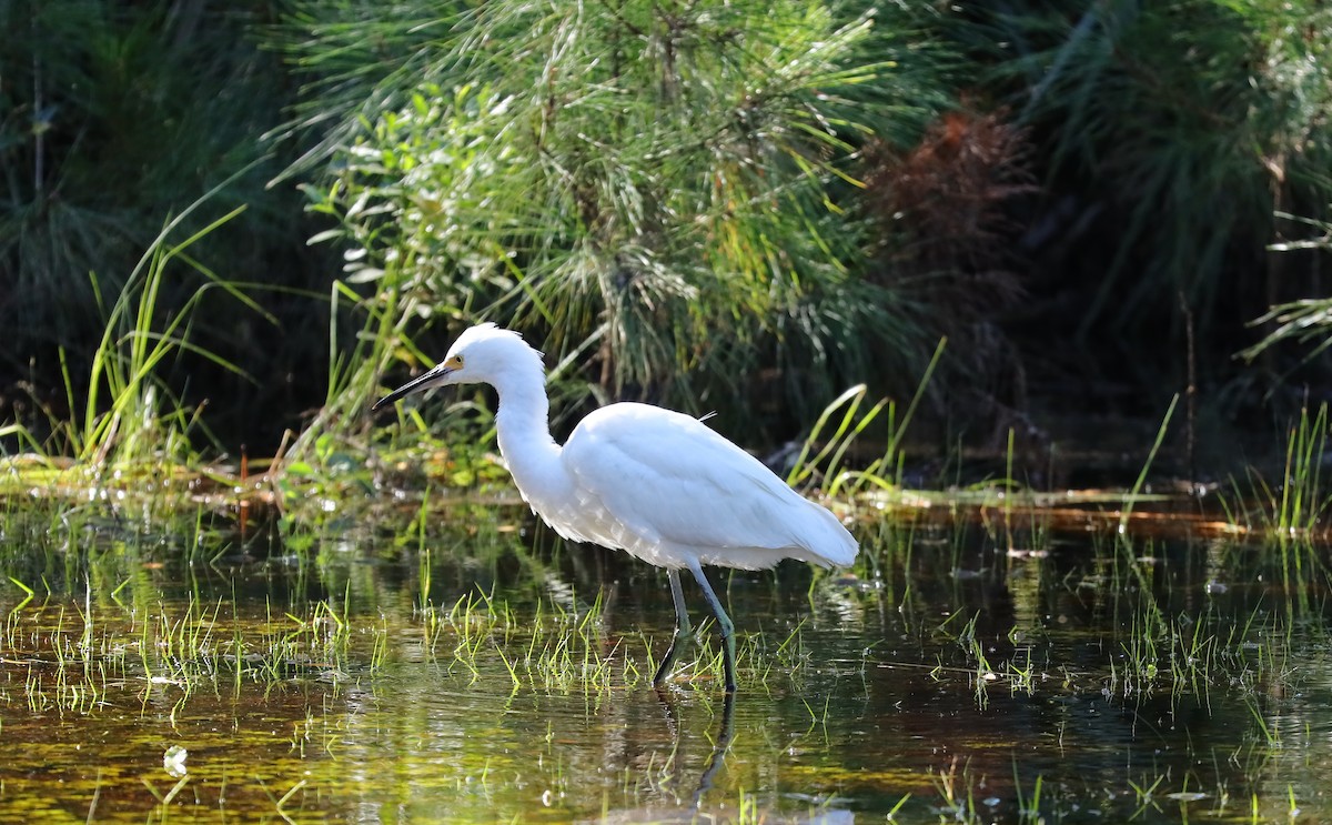 Snowy Egret - ML644462094