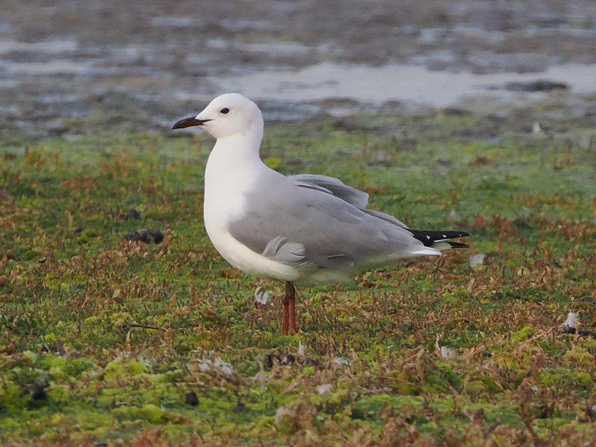 Hartlaubmöwe - ML644462096