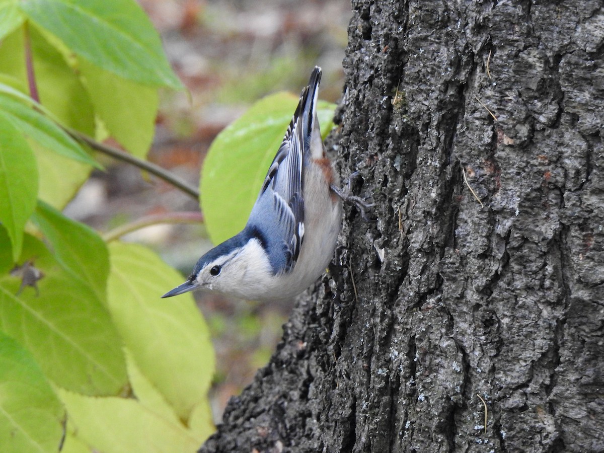 White-breasted Nuthatch - ML644462102