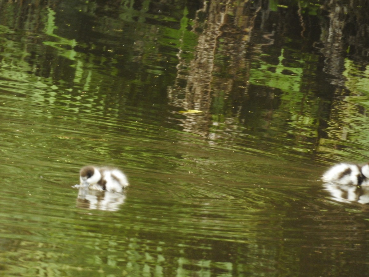 Paradiesgans - ML644462104