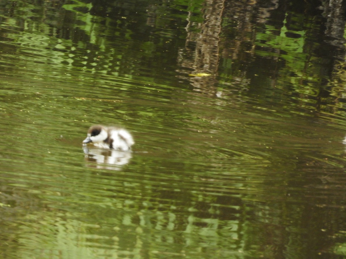 Paradiesgans - ML644462109