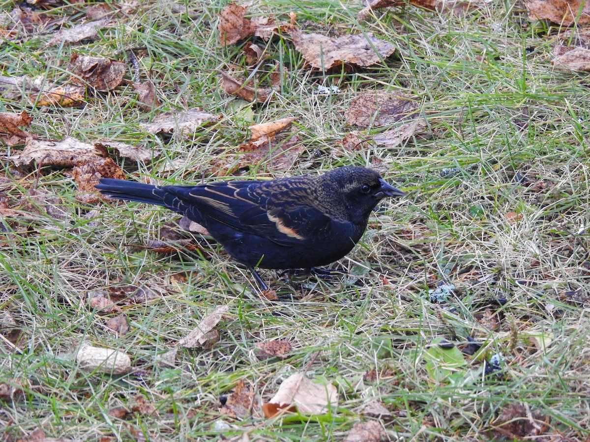 Red-winged Blackbird - ML644462110