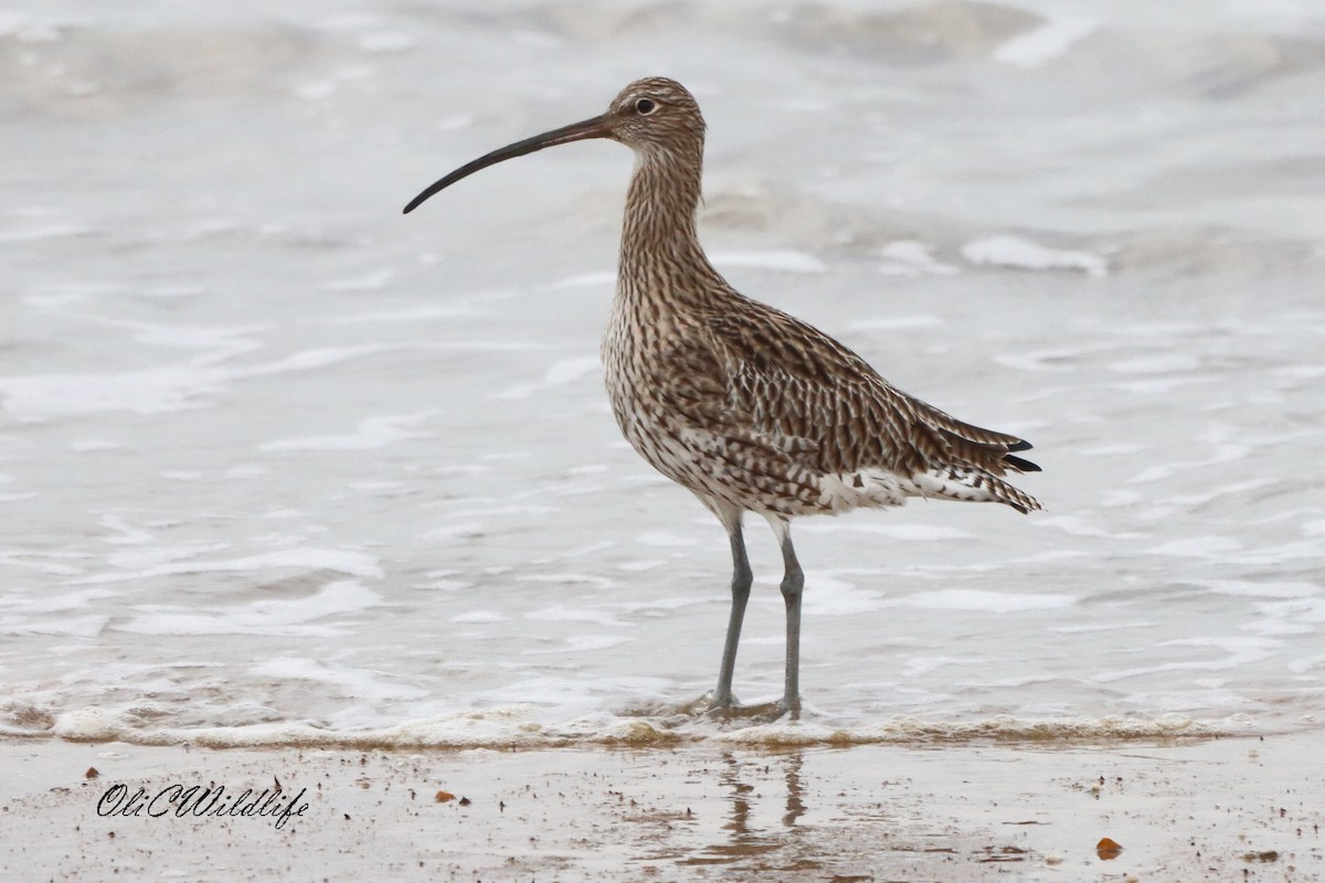 Eurasian Curlew - ML644462113